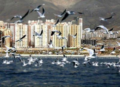 برگزیدگان جشنواره پرندگان مهاجر دریاچه خلیج فارس معرفی شدند