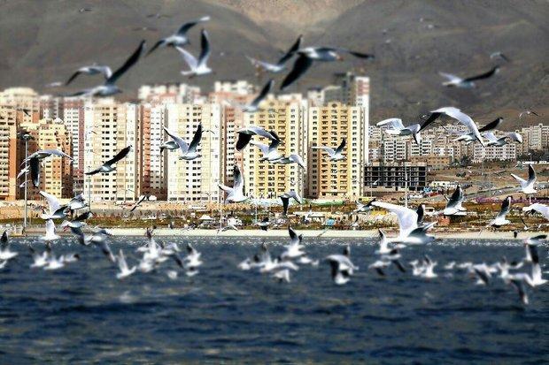 برگزیدگان جشنواره پرندگان مهاجر دریاچه خلیج فارس معرفی شدند