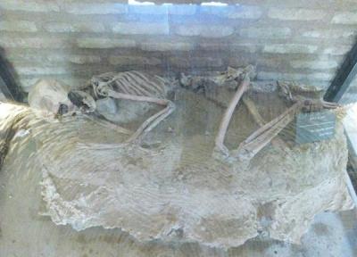 نمایش اسکلت 5500 ساله در موزه باستان شناسی نیشابور