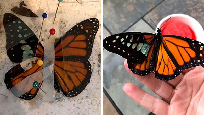 زنی که هنرش ترمیم بال پروانه های زنده آسیب دیده است