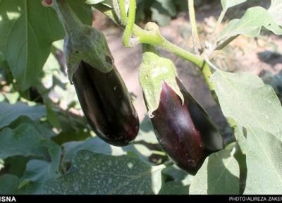 سیل بلای جان بادمجان های جنوب