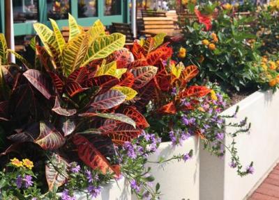 14 گیاه آپارتمانی رنگارنگ که جذابیت خانه را دوچندان می نمایند