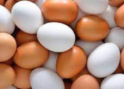 فراوری تخم مرغ در آذربایجان شرقی بیش از سرانه کشور